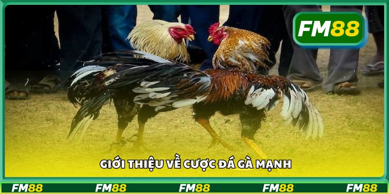 Giới thiệu về cược đá gà mạnh