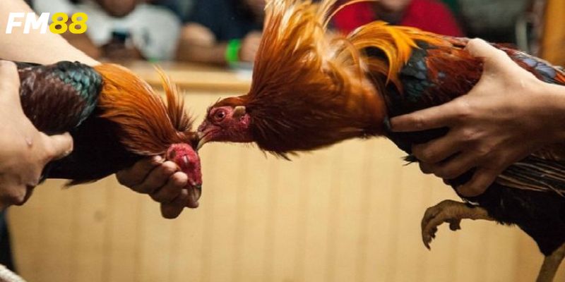 Phân tích những trận đấu hấp dẫn