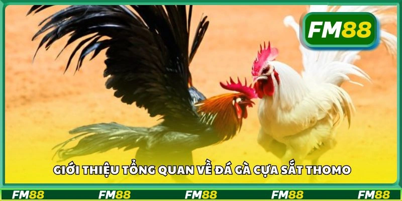 Giới thiệu tổng quan về đá gà cựa sắt Thomo