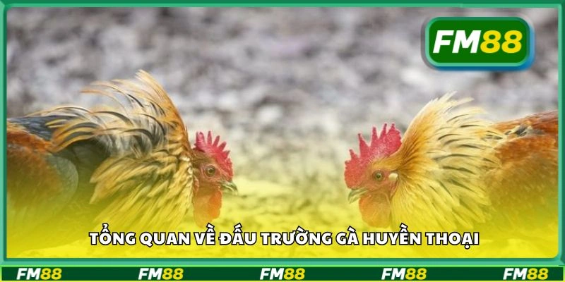 Tổng quan về đấu trường gà huyền thoại