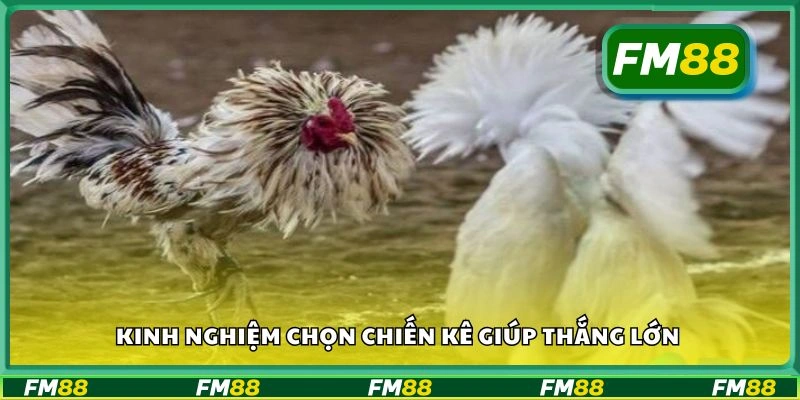 Kinh nghiệm chọn chiến kê giúp thắng lớn