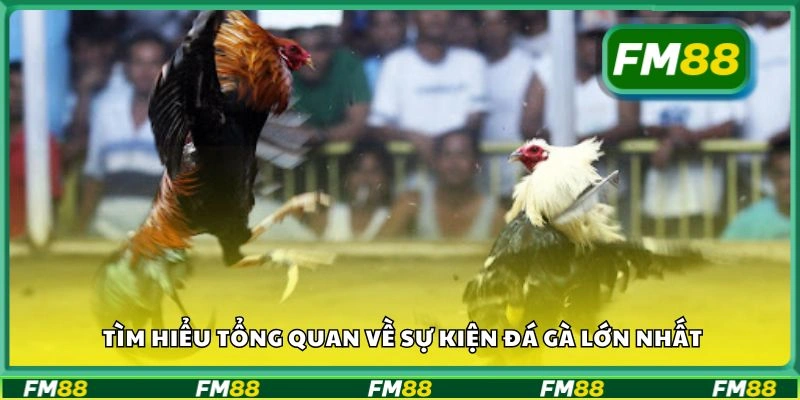 Tìm hiểu tổng quan về sự kiện đá gà lớn nhất