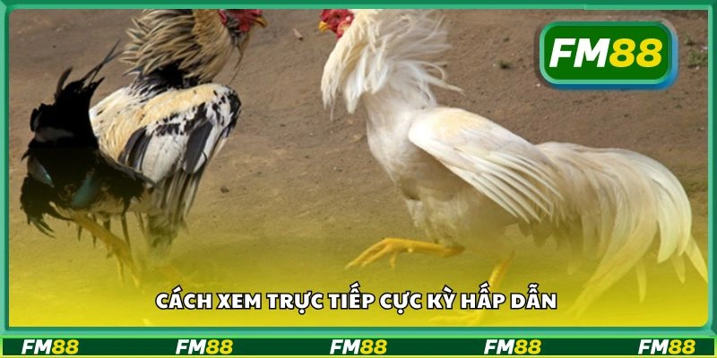 Cách xem trực tiếp cực kỳ hấp dẫn