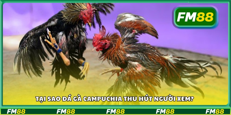 Lý do đá gà Campuchia hấp dẫn đông đảo người hâm mộ