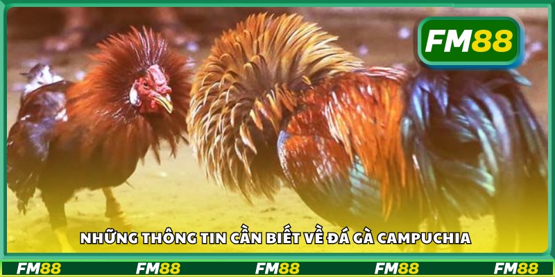 Kiến thức cơ bản về đá gà Campuchia mà bạn nên nắm