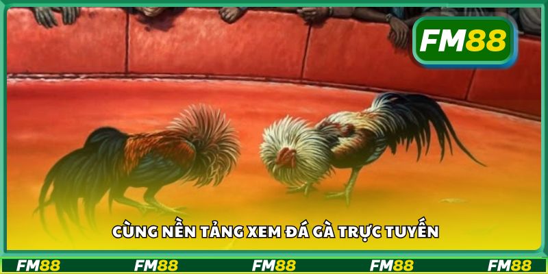 Cùng nền tảng xem đá gà trực tuyến
