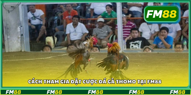 Hướng dẫn chơi đá gà Thomo FM88
