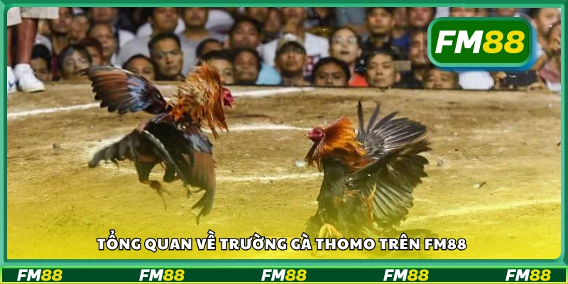 Giới thiệu chung về đá gà Thomo FM88