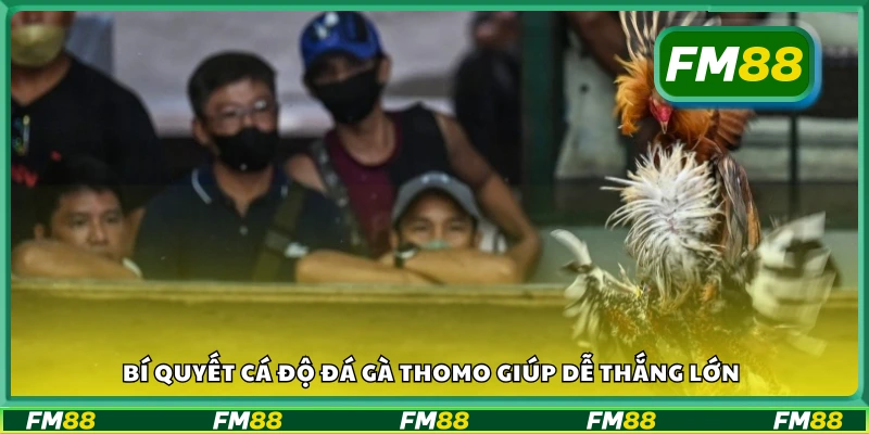 Bí kíp thắng lớn khi chơi đá gà Thomo